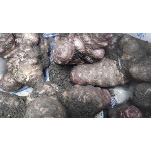 生菊芋 キクイモ 土付き　900g　自社農場　奈良県産　農薬不使用 トピナンブール 送料無料