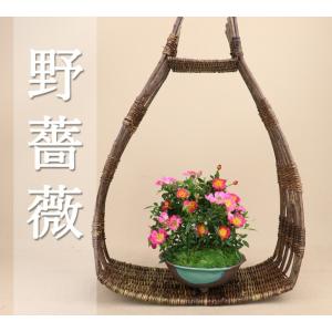 野バラの育て方の商品一覧 通販 Yahoo ショッピング