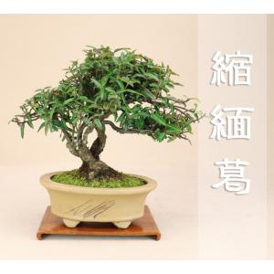 チリメンカズラ / 縮緬葛 （小品盆栽）（いよじ園 伊予路園）