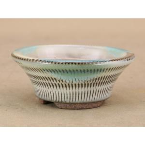 盆栽-いよじ園-Yahoo!店 - Yahoo!ショッピング
