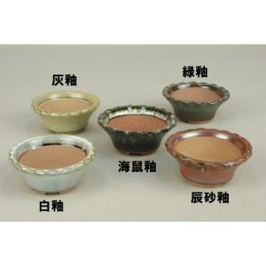 盆栽-いよじ園-Yahoo!店 - Yahoo!ショッピング