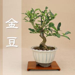 盆栽 いよじ園 Yahoo 店 キンズ 金豆 樹種で選ぶ Yahoo ショッピング
