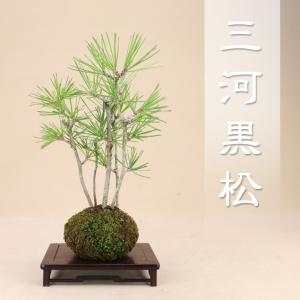 送料無料【苔玉盆栽】 三河黒松 プラ水盤サービス 【いよじ園 伊予路園】｜iyoji-en