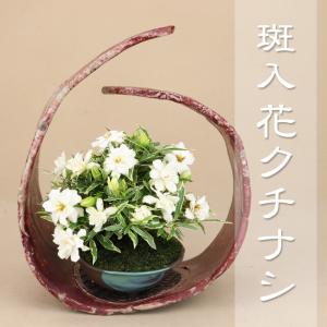 盆栽-いよじ園-Yahoo!店 - Yahoo!ショッピング