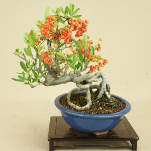 ピラカンサ 盆栽の商品一覧 通販 Yahoo ショッピング