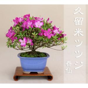 22年の花は終了 送料無料 久留米ツツジ 新花 春仙 撫角4号鉢7カラー 最高級肥料1年分プレゼント 花物盆栽 いよじ園 伊予路園 Satsuki009 盆栽 いよじ園 Yahoo 店 通販 Yahoo ショッピング