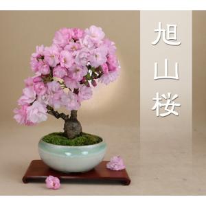 五葉松 - 宮島 小品盆栽（将来性抜群 素材） いよじ園 : 盆栽-いよじ園