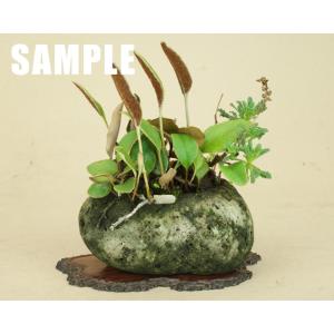【盆栽鉢】 桜島産 付石 軽石鉢 (ミニサイズ...の詳細画像2