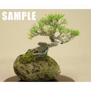 【盆栽鉢】 桜島産 付石 軽石鉢 (ミニサイズ...の詳細画像3