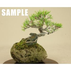 【盆栽鉢】 桜島産 付石 軽石 (小サイズ) ...の詳細画像4