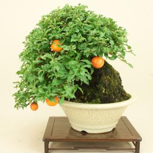 【送料無料】 常盤柿 / トキワ柿 （中品盆栽）（小葉性 無傷） 【雑木盆栽 実物盆栽】【いよじ園 伊予路園】｜iyoji-en