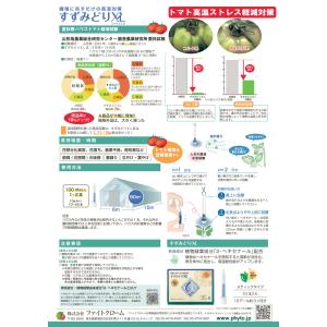 すずみどりXL 1袋(10本入)3か月タイプ送料無料の詳細画像1