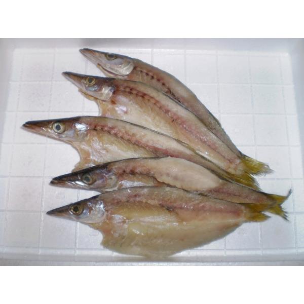 カマス　干物　開き　業務用　居酒屋メニュー　北陸前浜もの　熟練の職人が干した　かます　一夜干し　5枚