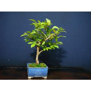 ヒメシャラ 盆栽の商品一覧 通販 Yahoo ショッピング