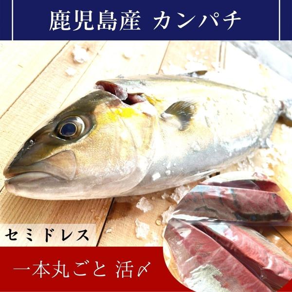 鹿児島県産カンパチ 約3.5kg 一本丸ごと（セミドレス）活〆