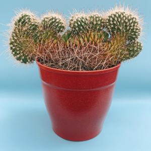 丸い サボテン 多肉植物 の商品一覧 花 ガーデニング 通販 Yahoo ショッピング