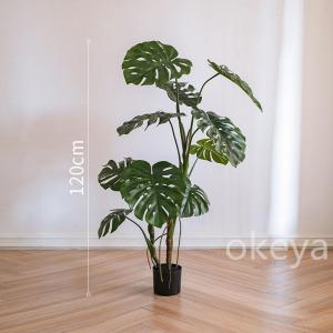 モンステラ モンステラツリー グリーン 観葉植...の詳細画像3