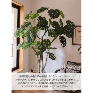 モンステラ モンステラツリー グリーン 観葉植...の詳細画像5