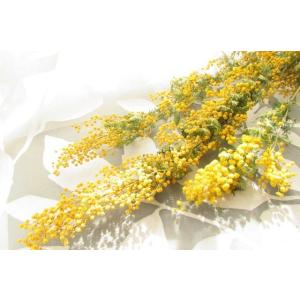 ミモザ ドライフラワー 1本 花材 小分け 送料198円