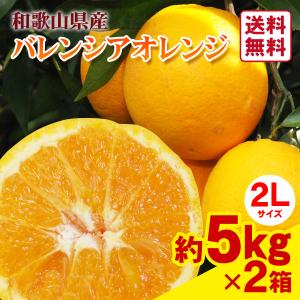 JA紀南 送料無料 ＜遅め発送＞紀州産南高梅 2Lサイズ 約10kg 1箱
