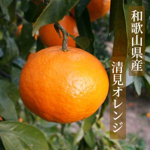ドライフルーツ清見オレンジ 20g 和歌山県産...の詳細画像1