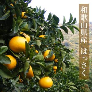 ドライフルーツはっさく 20g 和歌山県産 八...の詳細画像1