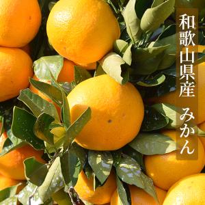 ドライフルーツみかん 22g 和歌山県産 ミカ...の詳細画像1
