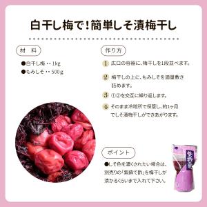 国産もみしそ 500g 赤しそ 赤紫蘇 紫蘇 ...の詳細画像3