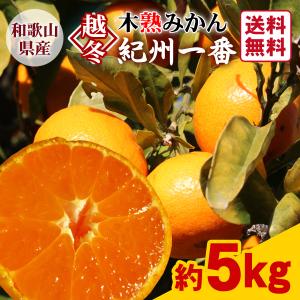 JA紀南 みかん わけあり 木熟みかん キズありL〜2Sサイズ混合 5kg×1