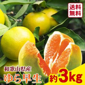 送料無料 旨味極撰 紀南みかん「天」Sサイズ 5kg×2箱 合計10kg