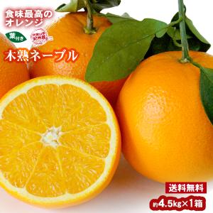 みかん 木熟ネーブル 約4.5kg 17〜19玉入り 1箱 送料無料 〜紀州産オレンジを葉付でお届け