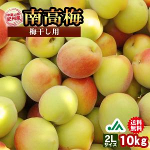 送料無料 梅干し用　紀州産南高梅 2Lサイズ 約10kg 1箱 〜和歌山県の農協ＪＡ紀南より安全安心な青梅をお届けします