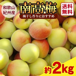 JA紀南 送料無料 ＜遅め発送＞紀州産南高梅 2Lサイズ 約10kg 1箱