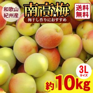 JA紀南 送料無料 ＜遅め発送＞紀州産南高梅 2Lサイズ 約10kg 1箱