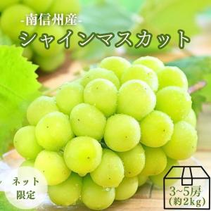 ぶどう シャインマスカット 【秀品】約2kg(3〜5房) ［冷蔵］ Y002 ※9月中旬〜発送予定 予約 旬の果物 皮ごと マスカット