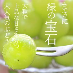 ぶどう シャインマスカット 【秀品】約2kg(...の詳細画像1