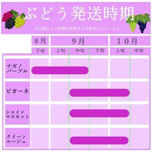 ぶどう シャインマスカット 【秀品】約2kg(...の詳細画像5
