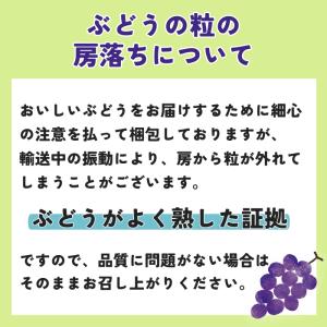 ぶどう シャインマスカット 【秀品】約2kg(...の詳細画像4