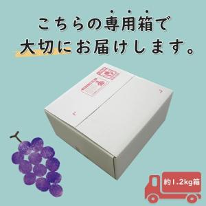 ぶどう ピオーネ&シャインマスカットMIX 約...の詳細画像3