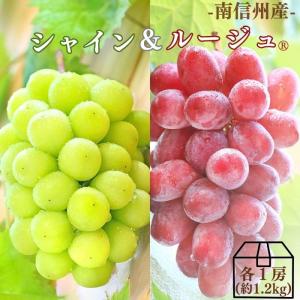 ぶどう シャインマスカット＆クイーンルージュMIX 約1.2kg (各１房) Y024(冷蔵) ※9月上旬〜発送 送料無料 皮ごと食べられる マスカット