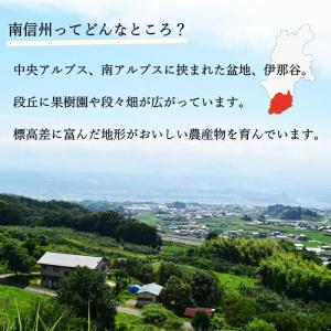 りんご シナノスイート【秀品】約5kg(12〜...の詳細画像4