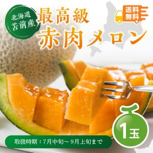 北海道産 とままえメロン 1玉 赤肉 お中元 贈答 フルーツ 甘い（8月31日まで）