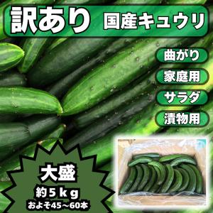 【送料無料】酒のつまみに最高！５ｋｇ 不揃い（訳アリ）キュウリ４０〜５０本入！産地直送新鮮野菜｜JA佐野