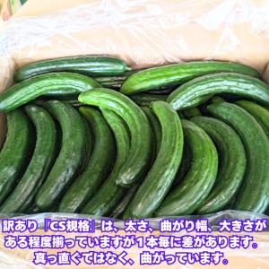 きゅうり 大量 5kg 酒のつまみに最高 不揃...の詳細画像1