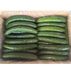 きゅうり 大量 5kg 酒のつまみに最高 不揃...の詳細画像2