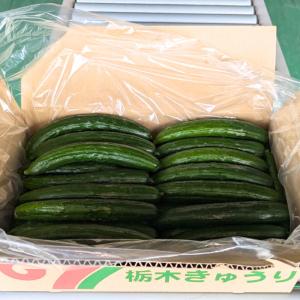 きゅうり 大量 5kg 酒のつまみに最高 不揃...の詳細画像3