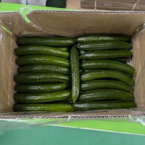 きゅうり 大量 5kg 酒のつまみに最高 不揃...の詳細画像4