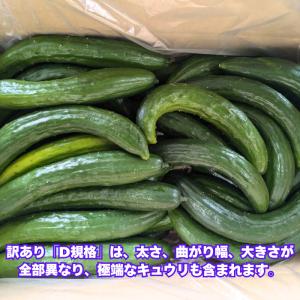 きゅうり 大量 5kg 超 訳あり 太さ大小 ...の詳細画像1