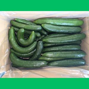きゅうり 大量 5kg 超 訳あり 太さ大小 ...の詳細画像2