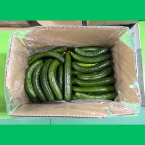 きゅうり 大量 5kg 超 訳あり 太さ大小 ...の詳細画像3